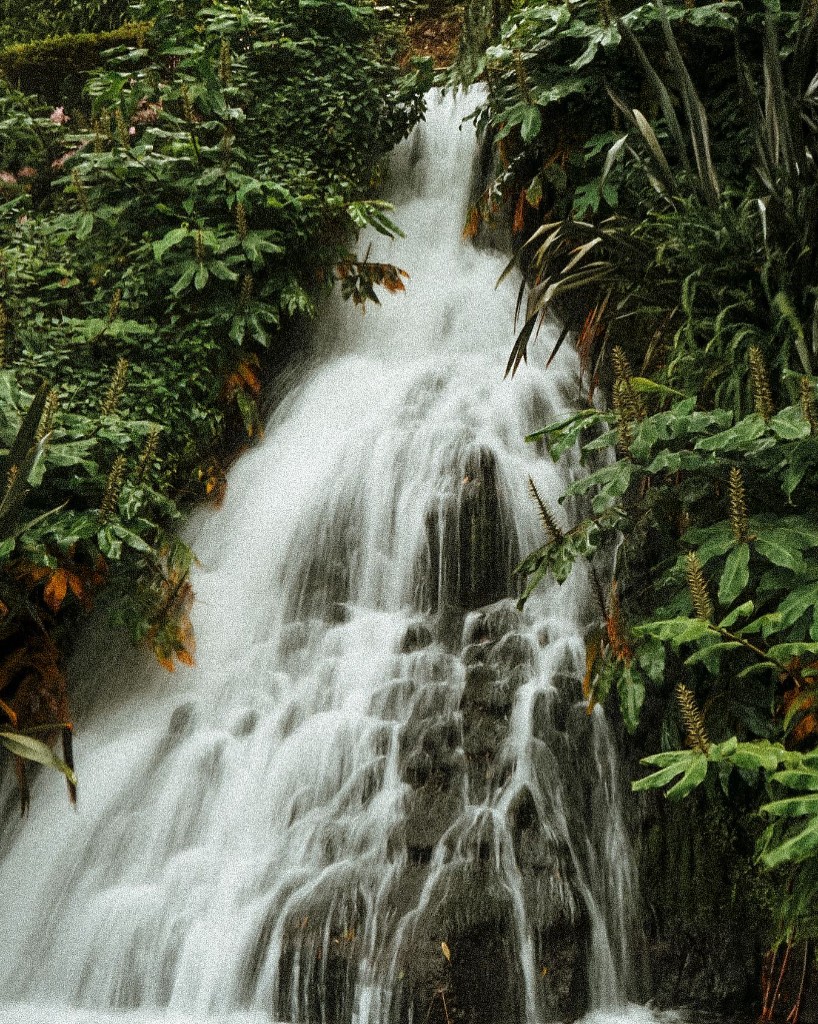 Queda de água na vegetação açoriana