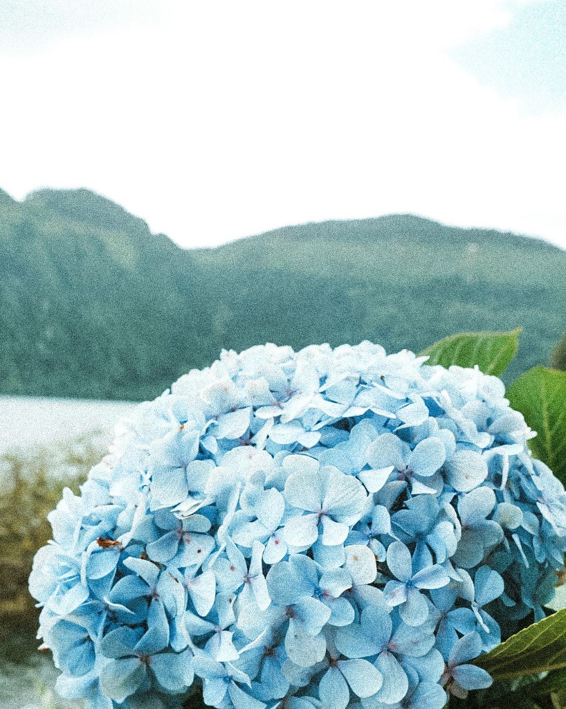 Hortênsias com lagoa ao fundo — São Miguel
