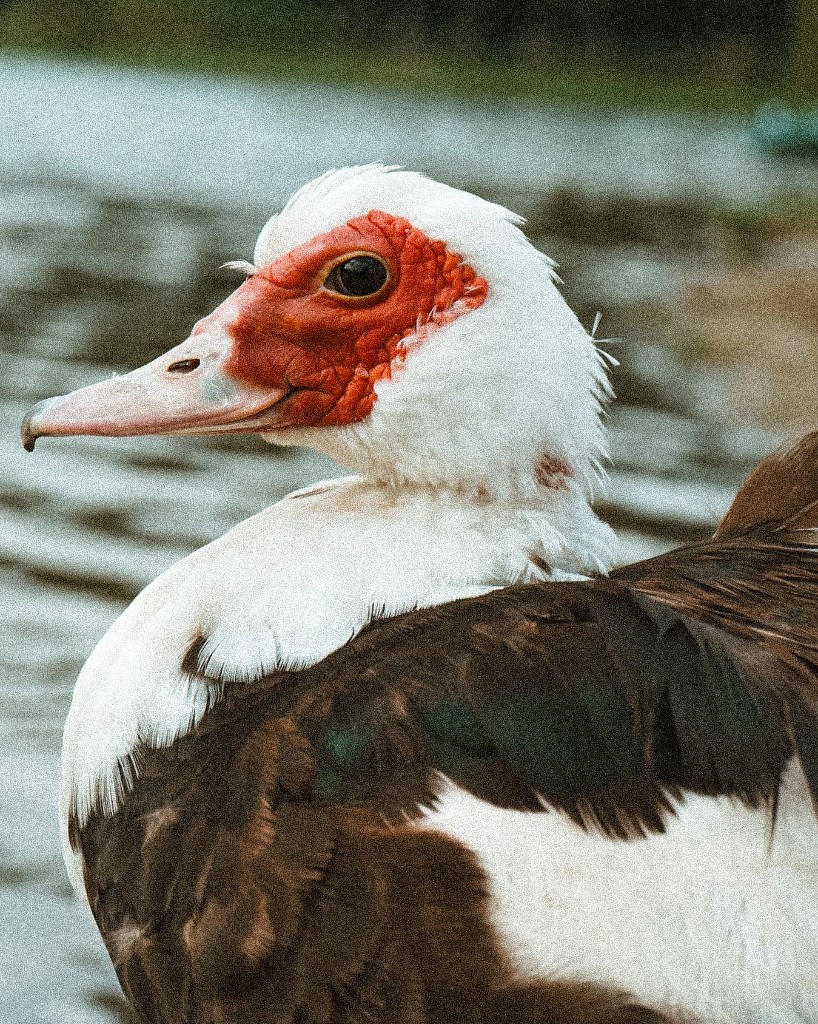Pato-muscovy — fauna açoriana, São Miguel